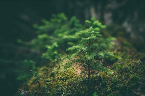 forêts du sport français